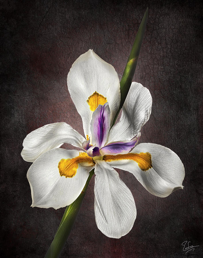 Morea Lily #3 Photograph by Endre Balogh