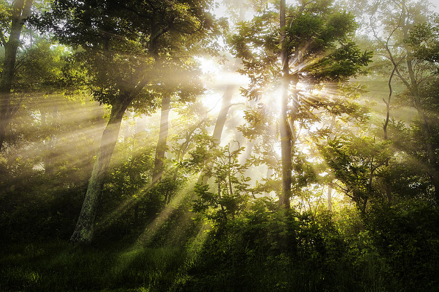 Morning Rays #3 Photograph by Andrew Soundarajan