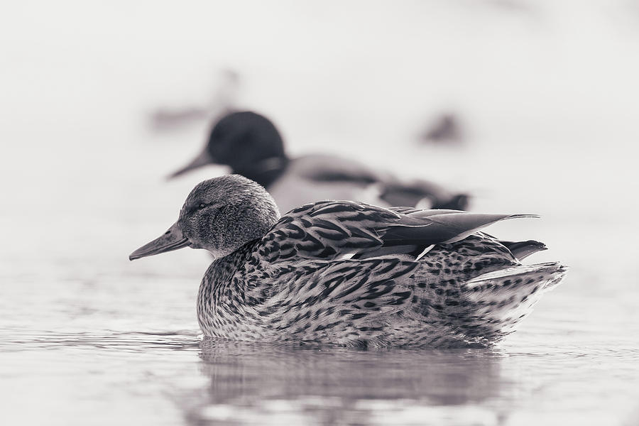 Duck Photograph - Morning Swim #3 by Annette Bush