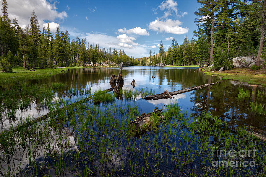 Tree Photograph - Mosquito Lake #3 by Dianne Phelps