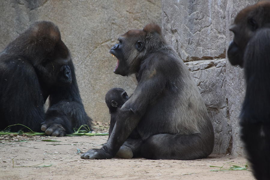Gorilla Photograph - Mother and Child #2 by Steve Scheunemann