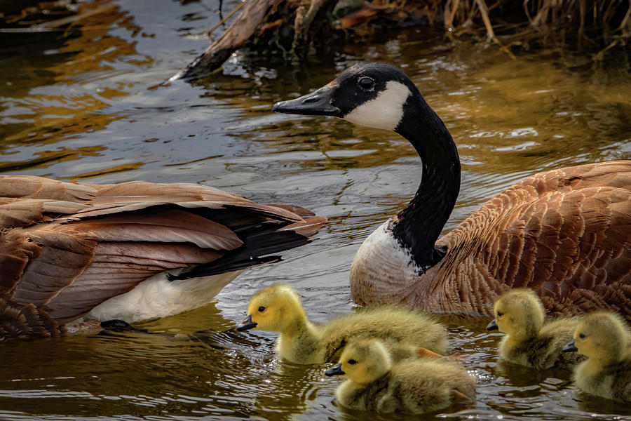 Mother Goose #3 Photograph by Ray Congrove