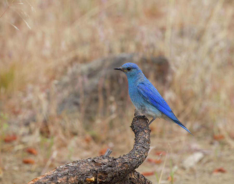 Bluebird Photograph - Mountain Bluebird #3 by Doug Lloyd