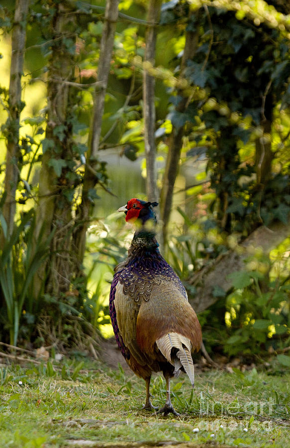 Mr Pheasant Photograph