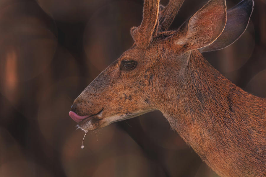 Mule Deer #3 Photograph by Brian Cross