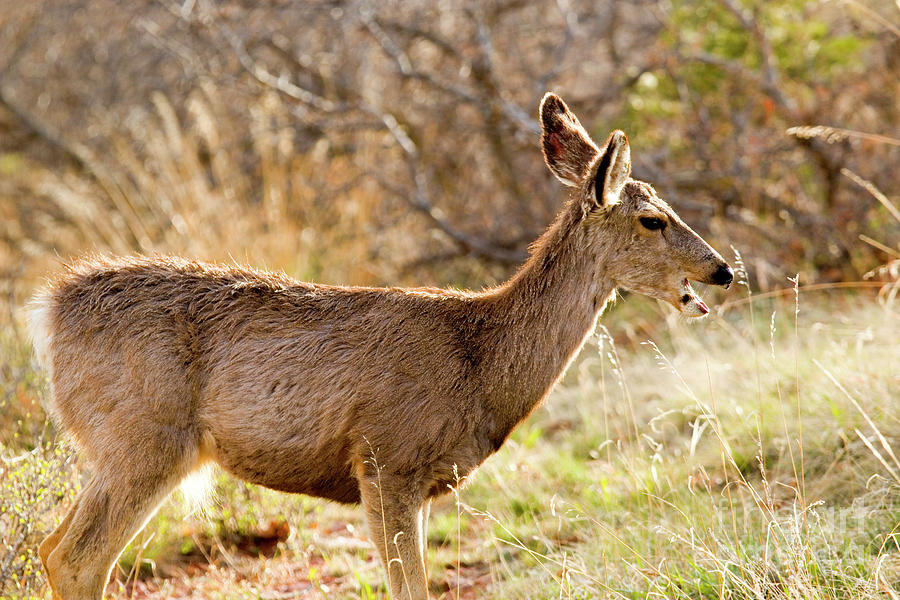 Mule Deer Frolicking On A Colorado Spring Afternoon Photograph