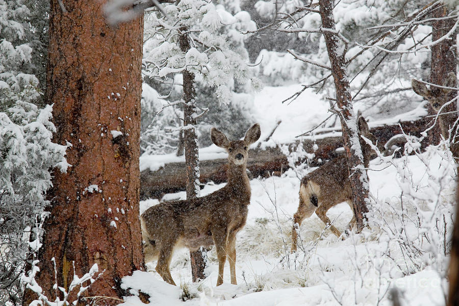 Mule Deer In Heavy Snowfall Photograph