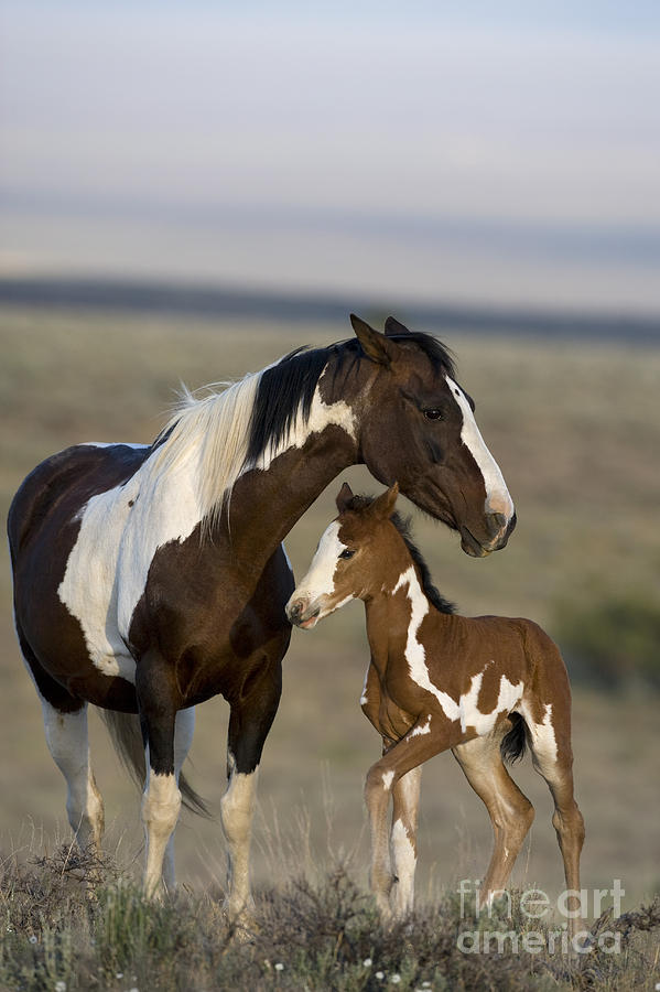 Horse Photograph - Mustang Mare And Foal #3 by Jean-Louis Klein & Marie-Luce Hubert