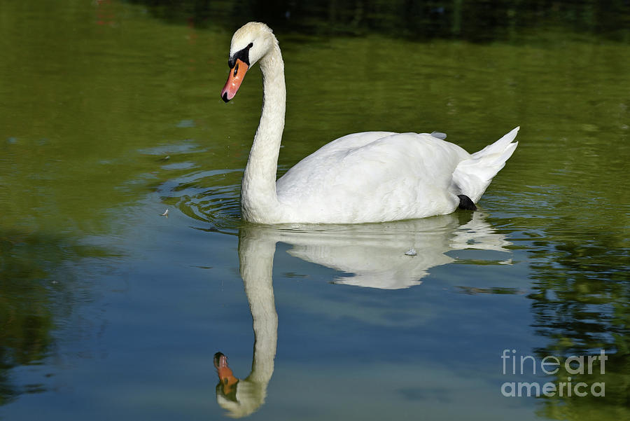 Mute swan #3 Photograph by George Atsametakis