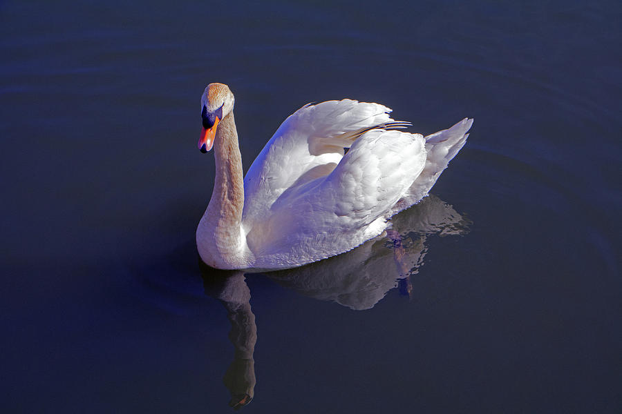 Mute Swan #3 Photograph by Tony Murtagh
