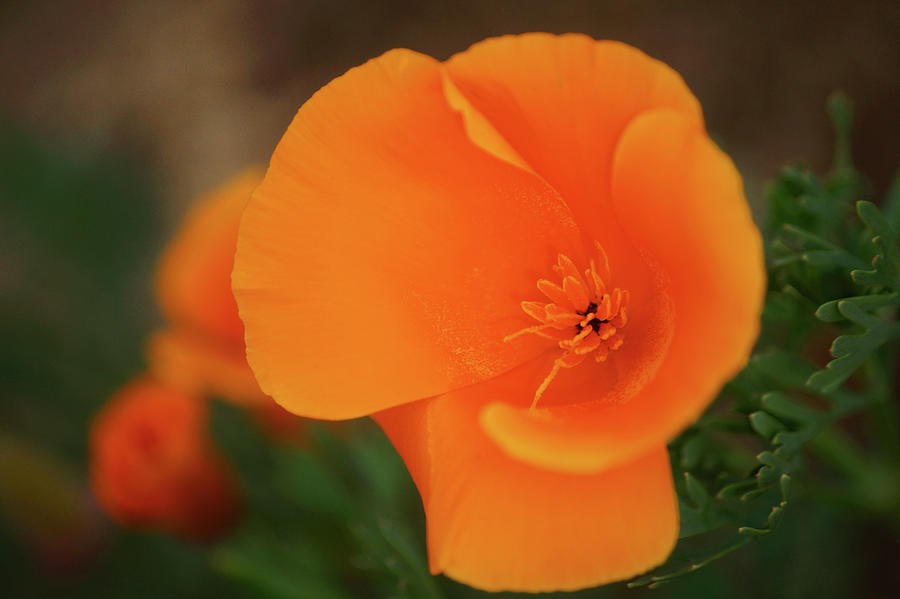 Orange Beauty Photograph by Matthew Urbatchka