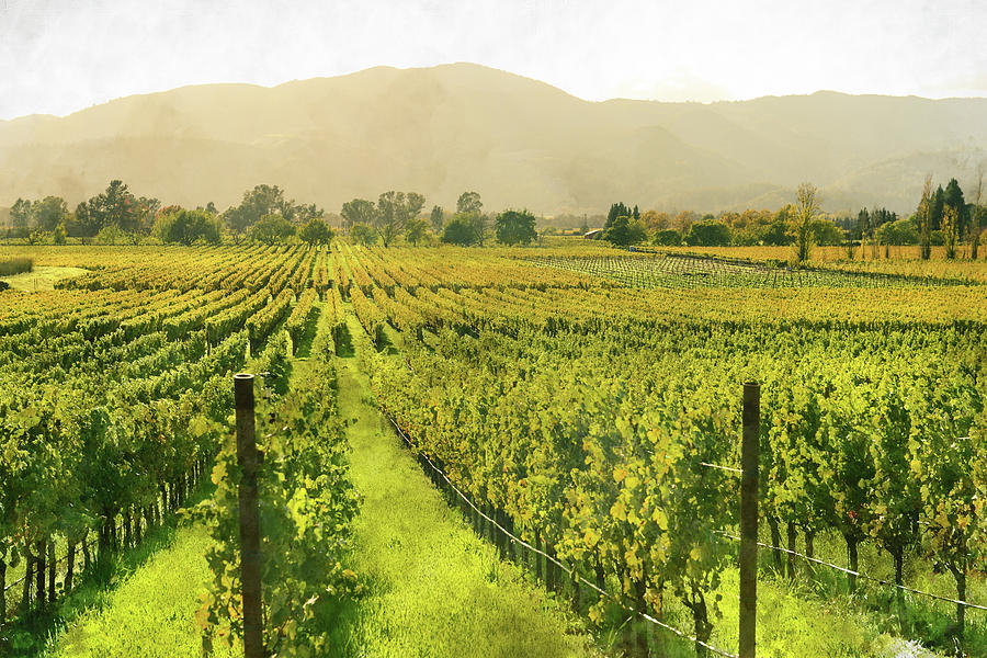 Napa Valley in Autumn #3 Photograph by Brandon Bourdages