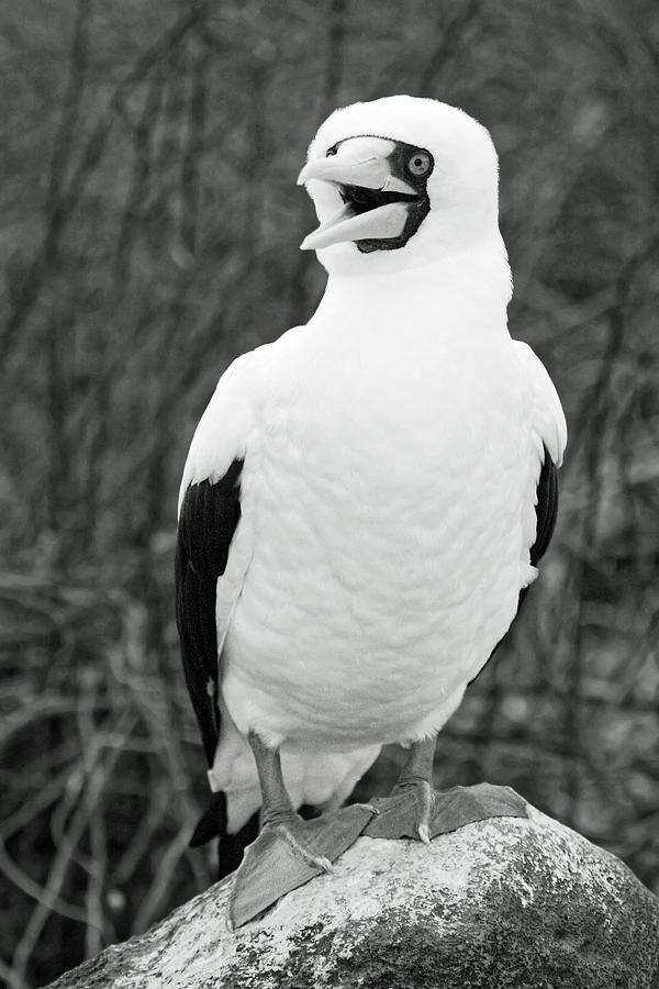 Nazca Booby Portrait #1 Photograph by Sally Weigand