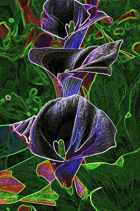 3 Neon calla lillies Photograph by Gary Brandes