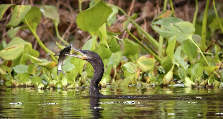 Neotropic Cormorant Guarinocito Caldas Colombia #3 Photograph by Adam Rainoff