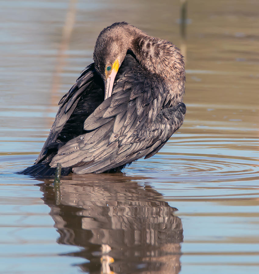 Neotropic Cormorant #3 Photograph by Tam Ryan