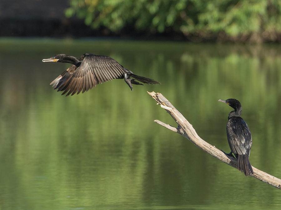 Neotropic Cormorants #3 Photograph by Tam Ryan
