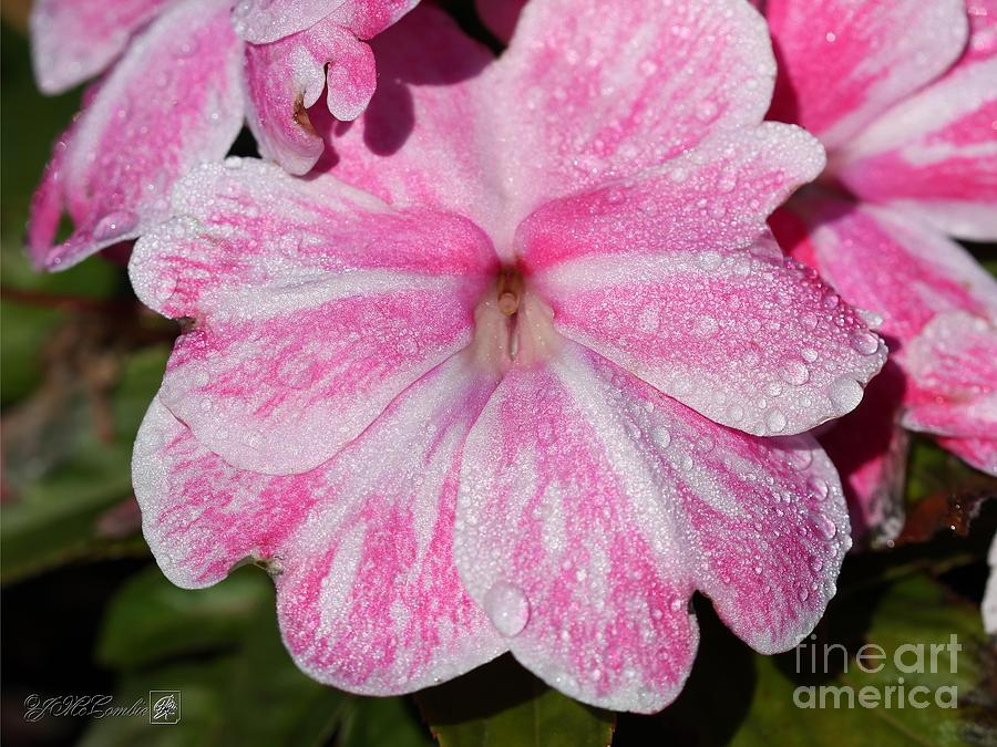 New Guinea Impatiens named Sonic Magic Pink #2 Photograph by J McCombie