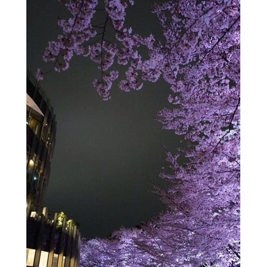 Spring Photograph - 夜桜
#l4l #love #ff #3 by Yuka Uemura