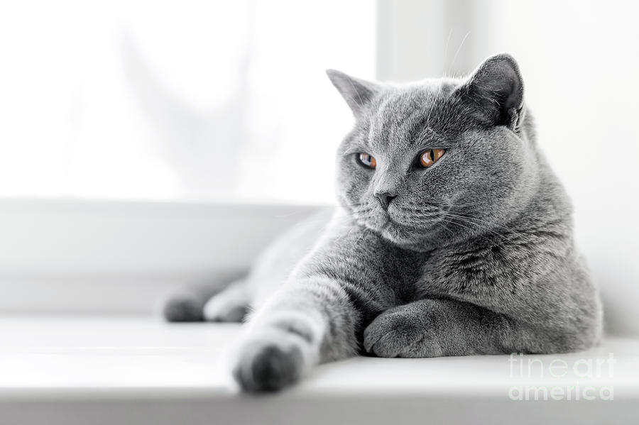 Noble proud cat lying on window sill. The British Shorthair #3 Photograph by Michal Bednarek