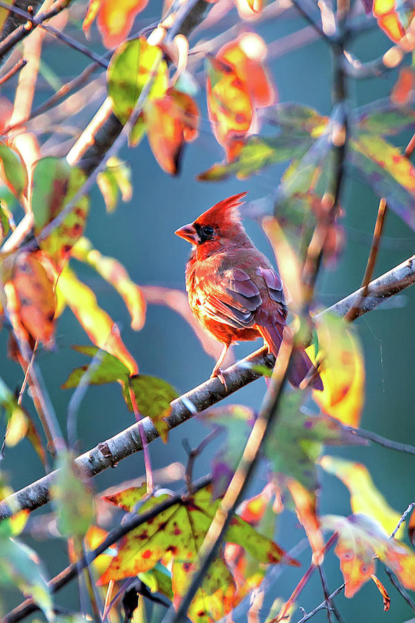 Northern Cardinal Cardinalis cardinalis perched on a branch #3 Photograph by Alex Grichenko