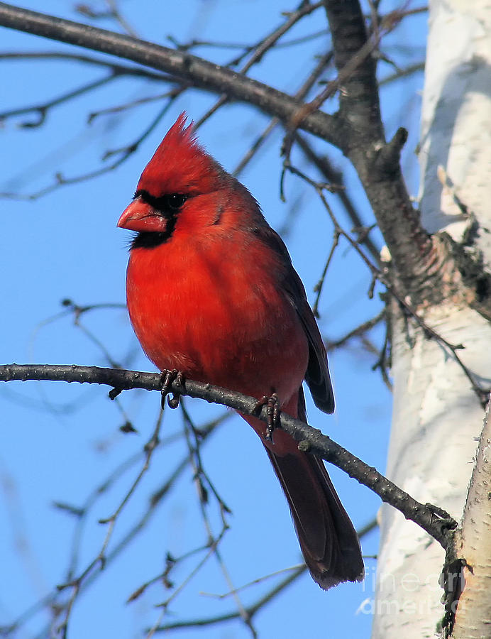 Bird Photograph - Northern Cardinal #7 by Ricky L Jones