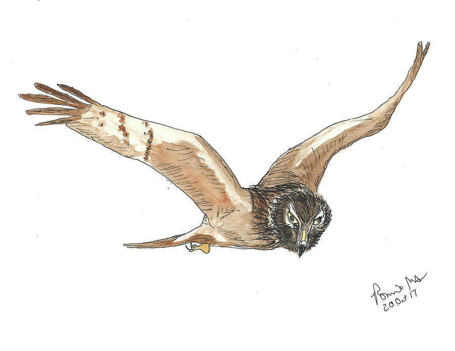 Northern Harrier Mixed Media