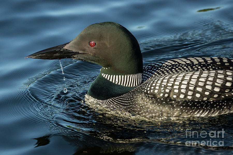 Northern Loon #4 Photograph by Craig Shaknis