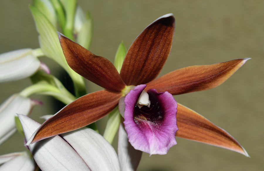 Nuns Hood Orchid - Phaius tancarvilleae #3 Photograph by Larah McElroy