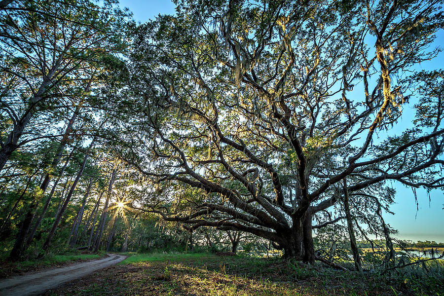 Oak Trees And Beautiful Nature At Sunset On Plantation #3 Photograph by Alex Grichenko