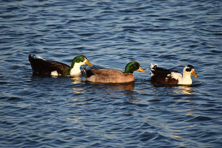 Wildlife Photograph - 3 Ducks  by Steve Hayeslip