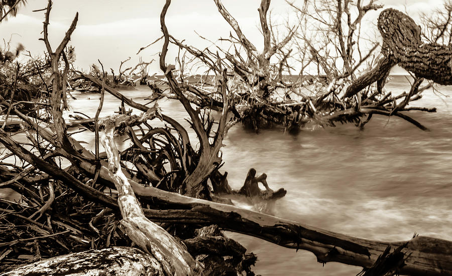 Old Dead Trees On Shores Of Edisto Beach Coast Near Botany Bay P Photograph