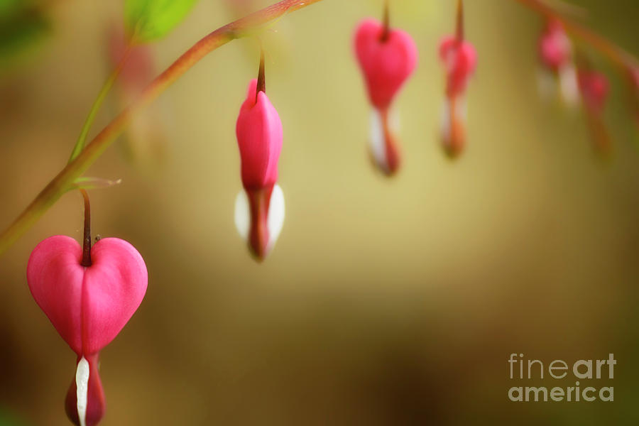 Old-fashioned Bleeding Heart #4 Photograph by Thomas R Fletcher