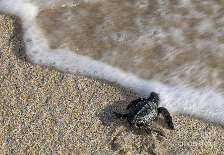 Olive Ridley Sea Turtle - Lepidochelys olivacea #3 Photograph by Anthony Totah