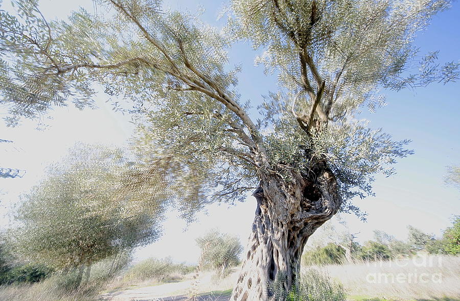 Olive Trees #3 Photograph by Vladi Alon