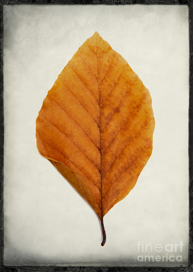 Still Life Photograph - One leaf in studio. #3 by Bernard Jaubert