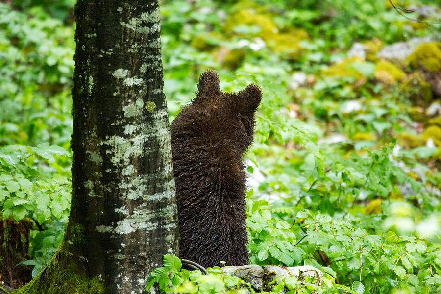One year old Brown Bear in Slovenia #3 Photograph by Ian Middleton