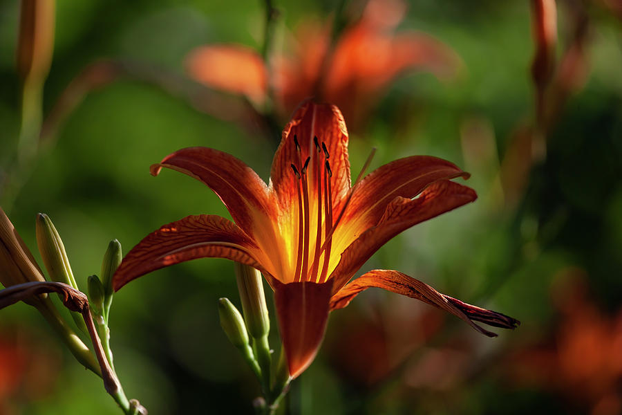 Orange Lily #3 Photograph by Robert Ullmann