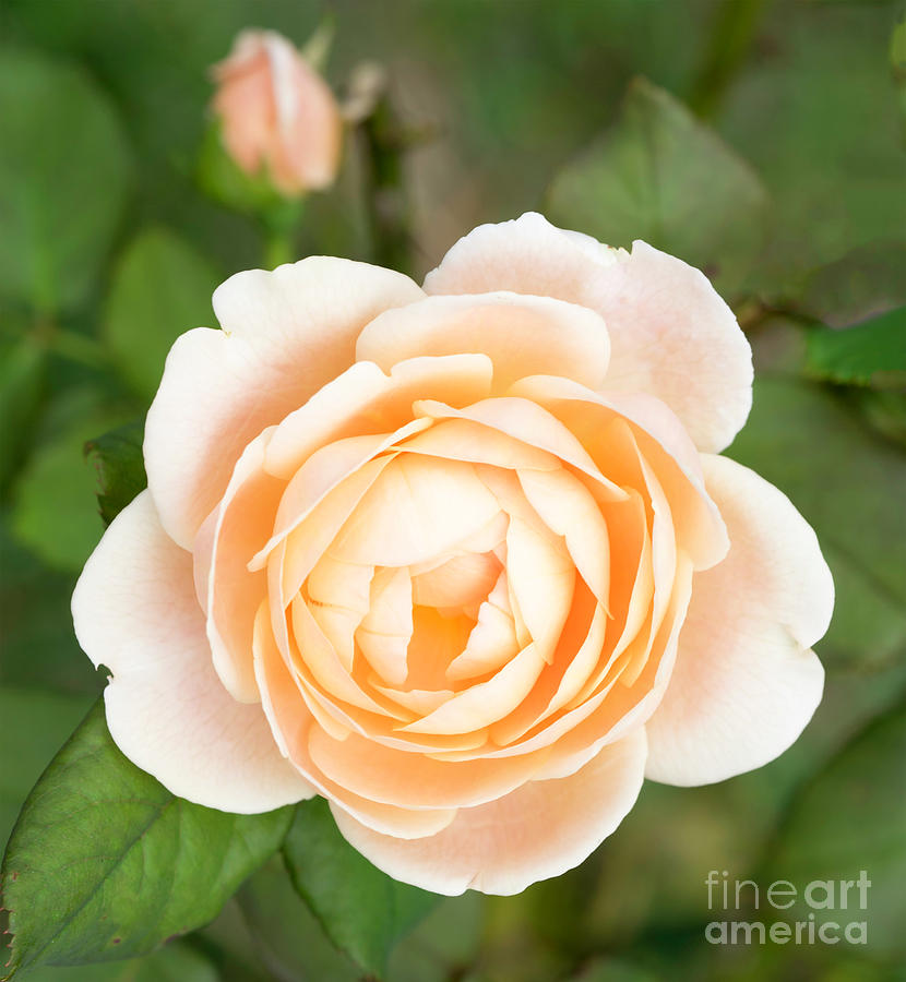 Orange Rose #3 Photograph by Cathy Donohoue