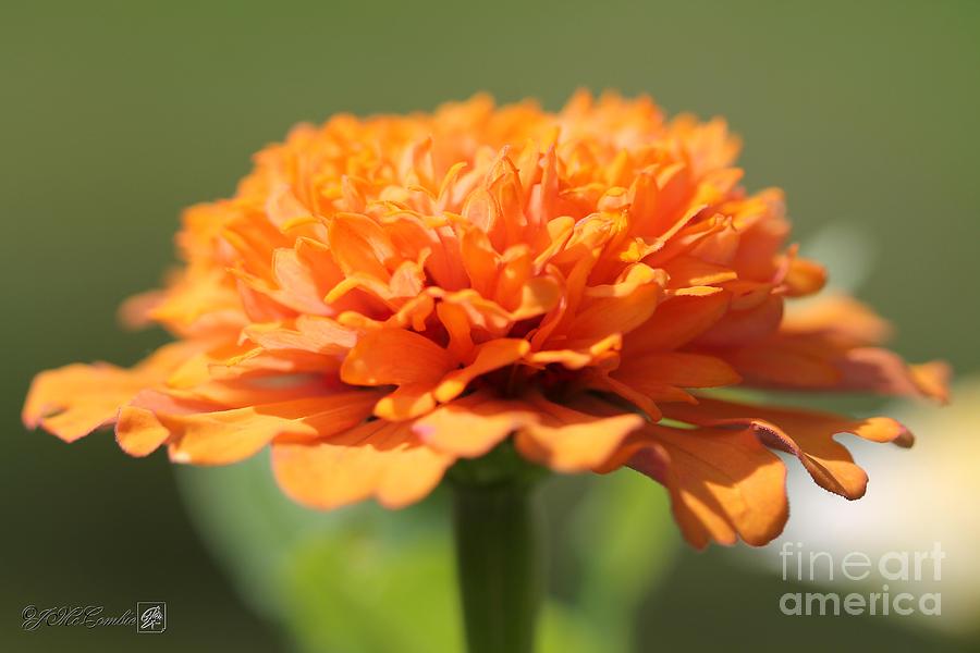 Orange Zinnia from the Candy Mix #2 Photograph by J McCombie