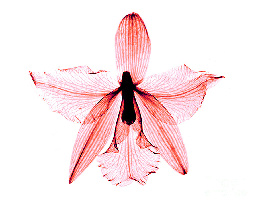 Orchid Flower X-Ray #3 Photograph by Bert Myers