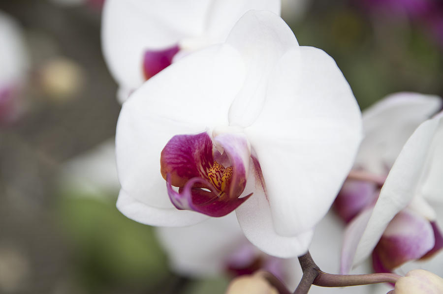 Orchid Photograph