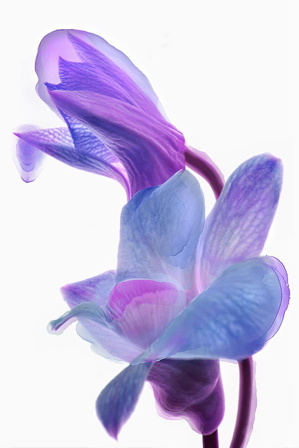 Orchid Morphing II #3 Photograph by Leda Robertson