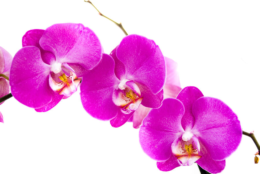 Orchid Photograph - Orchid #3 by Olga Streikmane
