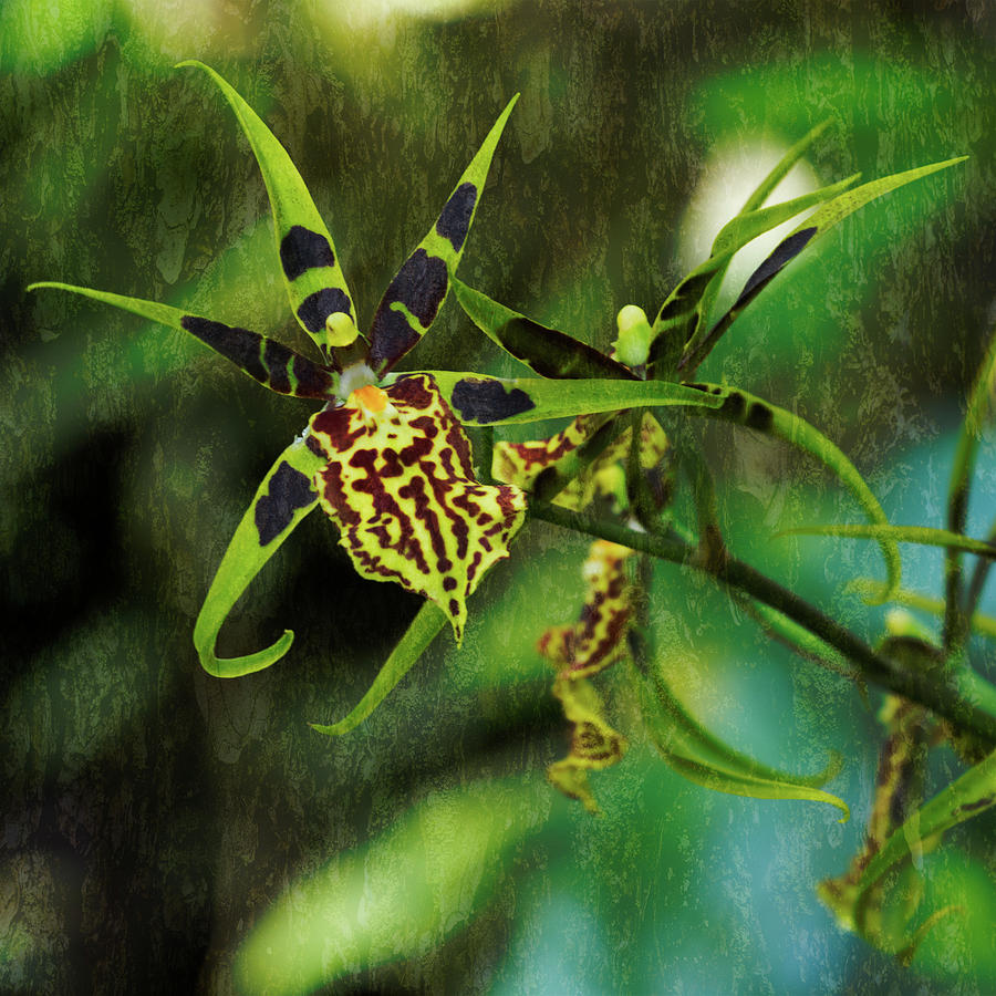 Orchid #4 Photograph by Richard Goldman