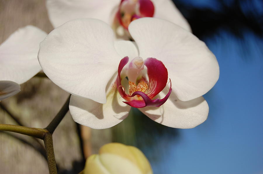 Orchids in Miramar #3 Photograph by Joe Perdomo