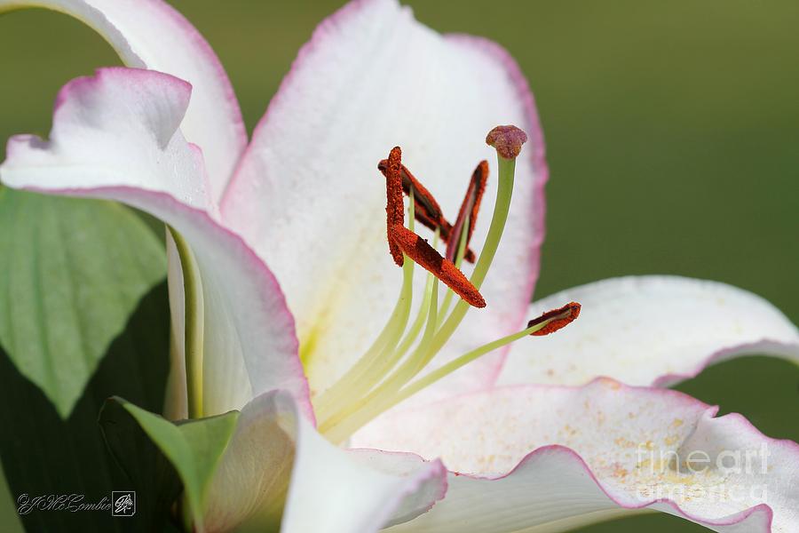Oriental Lily named Millesimo #2 Photograph by J McCombie