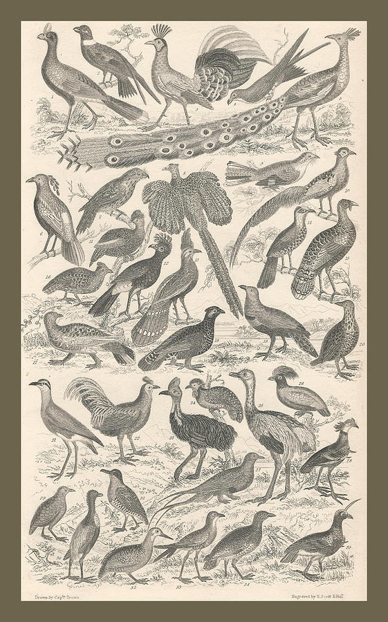 Ornithology Drawing by Dreyer Wildlife Print Collections - Fine Art America