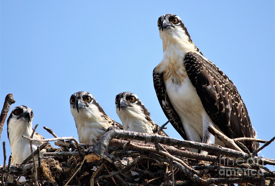 Osprey Photograph - Osprey Family #4 by Paulette Thomas
