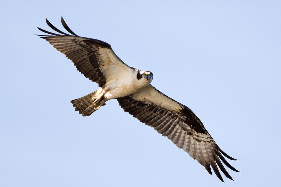 Osprey in flight #3 Photograph by Jack Nevitt
